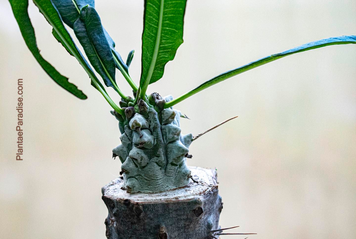 Pachypodium lamerei monstrose form