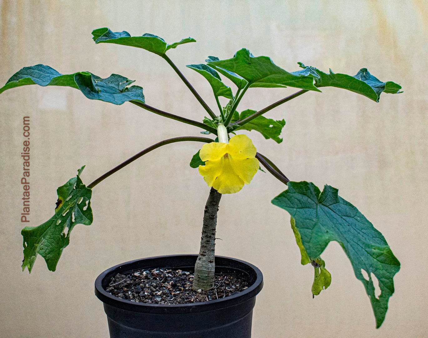 Uncarina hybrid SEED GROWN  (Light Yellow)