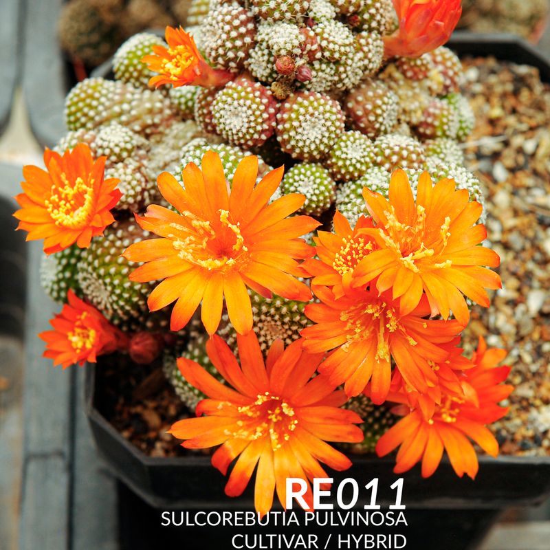 Sulcorebutia Pulvinosa Cultivar / Hybrid
