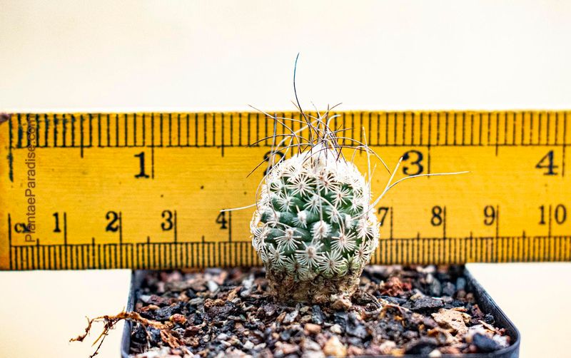 Turbinicarpus Schmiedickeanus Ssp. Dickisoniae - size
