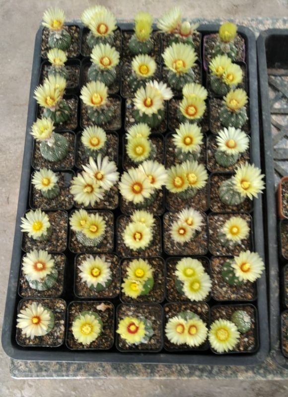 Astrophytum Asterias Native Flower