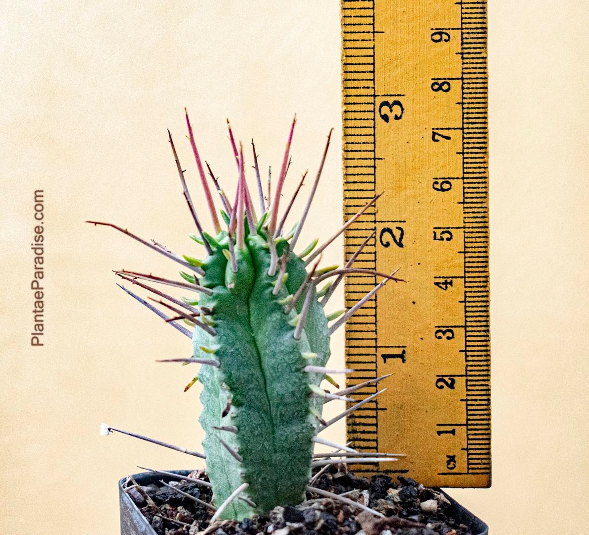 Euphorbia ferox Euphorbia ferox