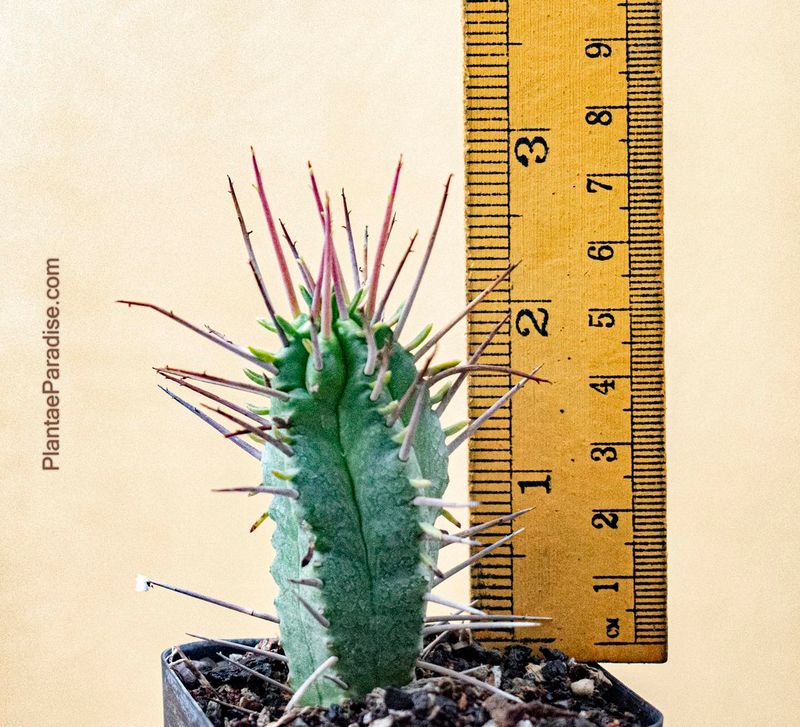 Euphorbia ferox Euphorbia ferox