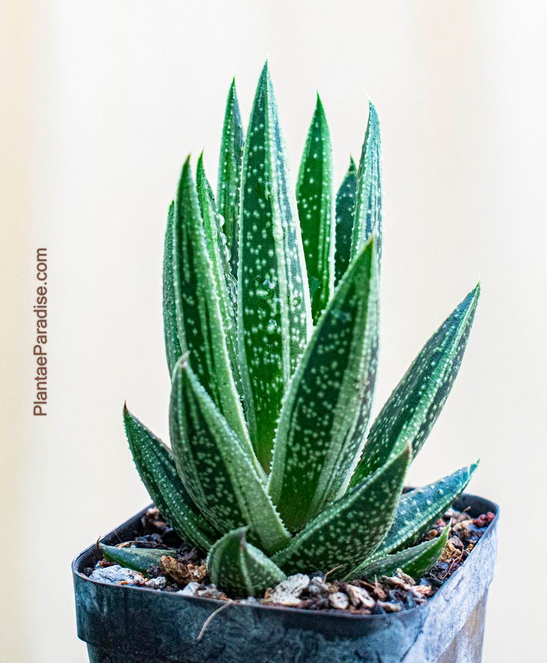 Gasteraloe f variegata