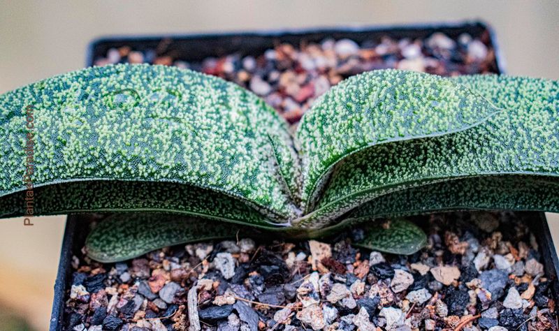 Gasteria armstrongii hybrid