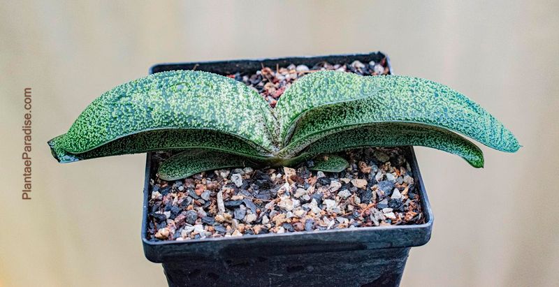 Gasteria armstrongii hybrid