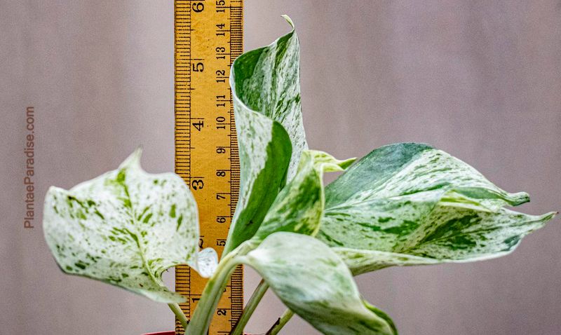 Marble Queen Pothos Money Plant