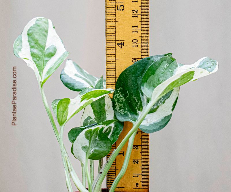 Trailing Epipremnum aureum ‘ N-Joy' | Trailing Pothos N'Joy