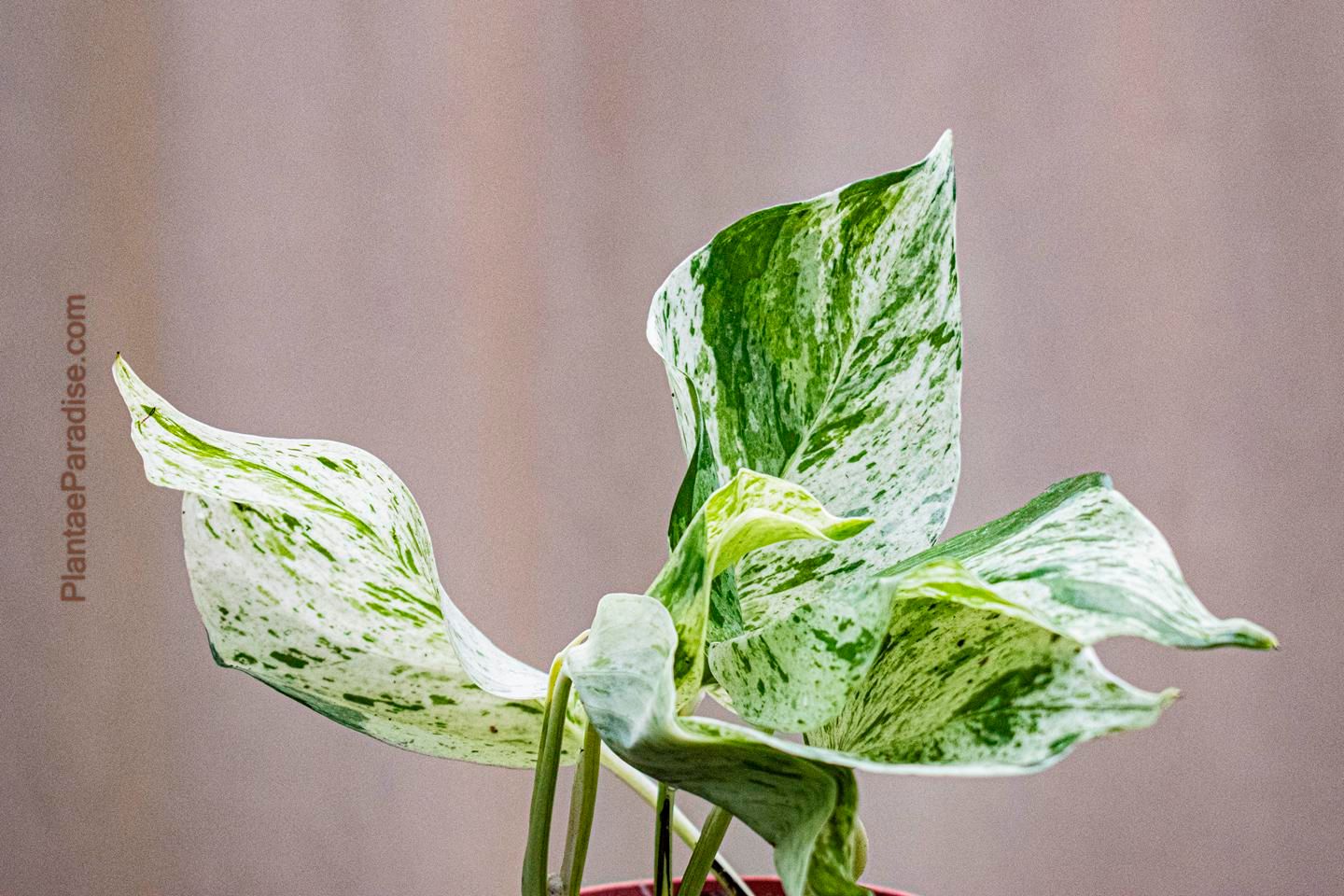 Marble Queen Pothos Money Plant