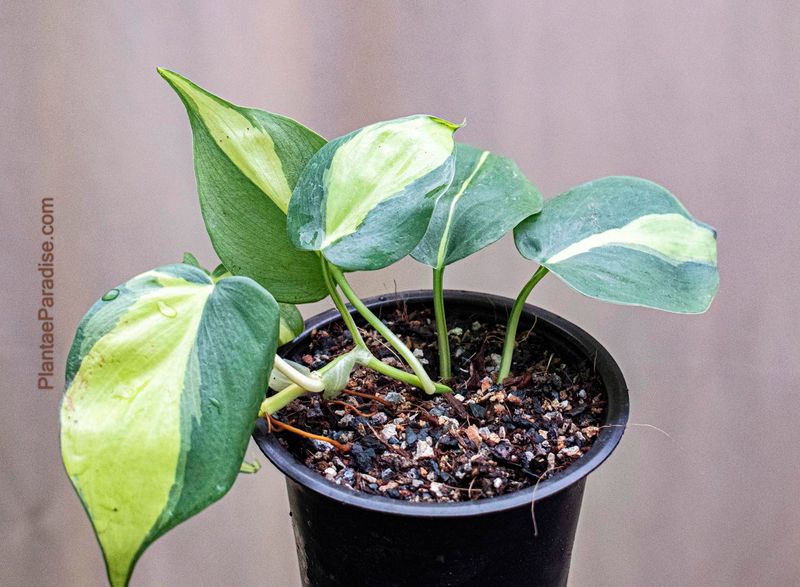 philodendron temperatur im winter Philodendron schmidtiae – schmal, gerippt main image 0