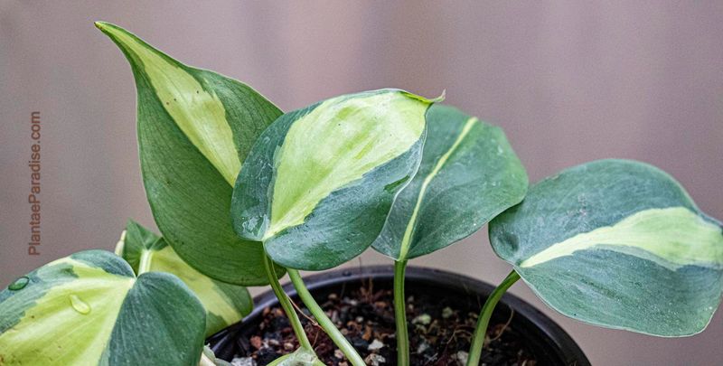 Philodendron Gabby cream splash