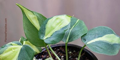 Philodendron Gabby Cream Splash  Variegated Collector Plant With Cream  Strokes