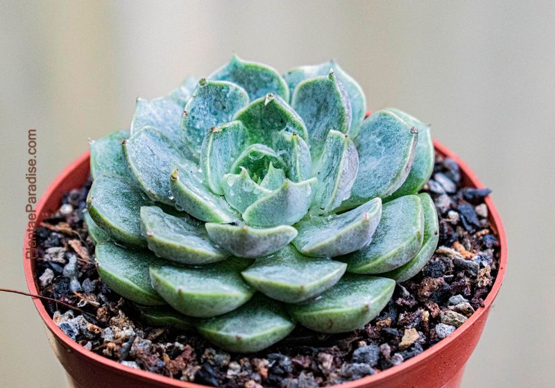 Echeveria fabiola Echeveria fabiola