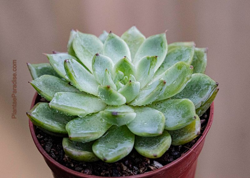 Echeveria lilac/ Blue Sunrise Echeveria lilac/ Blue Sunrise