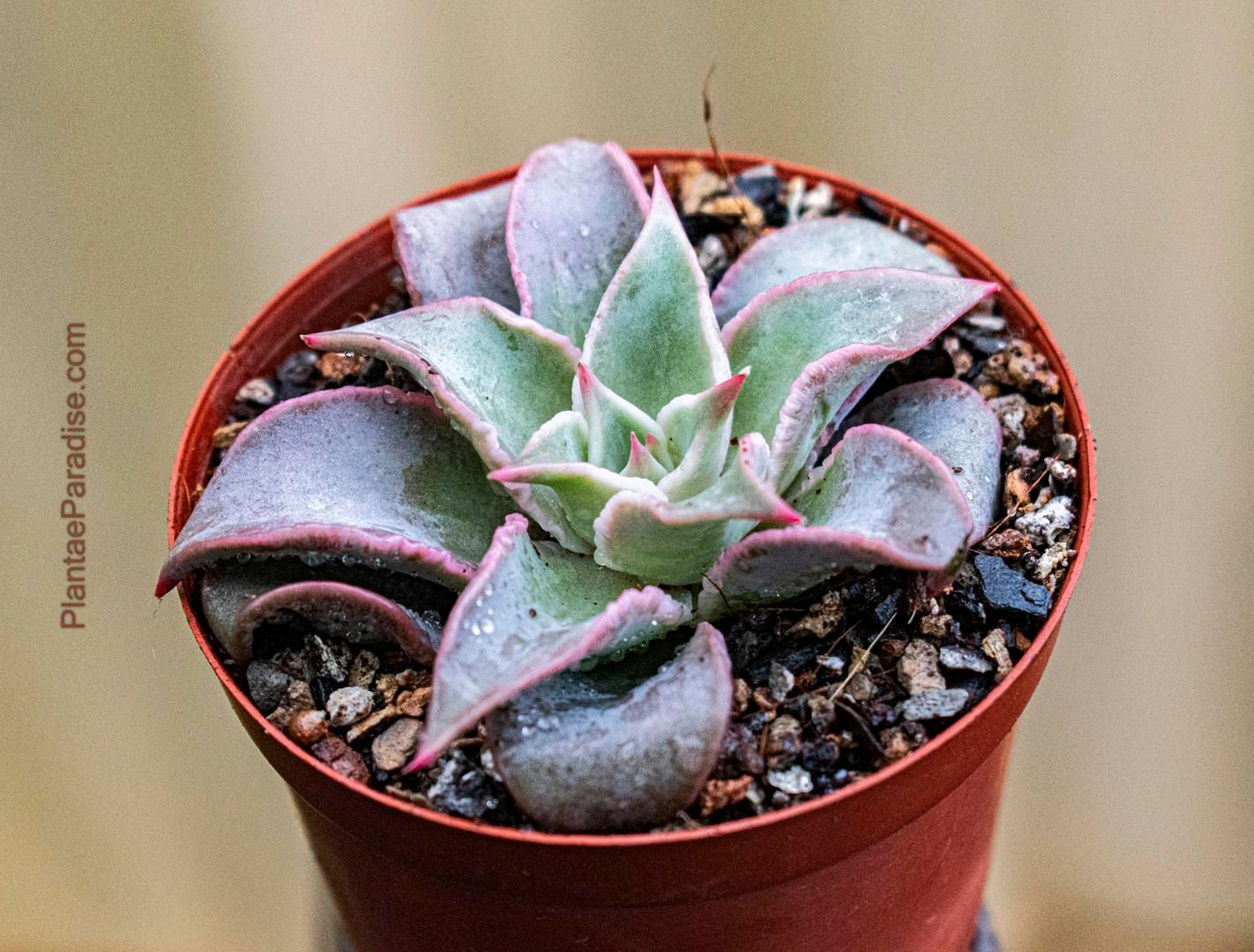 Echeveria madiba