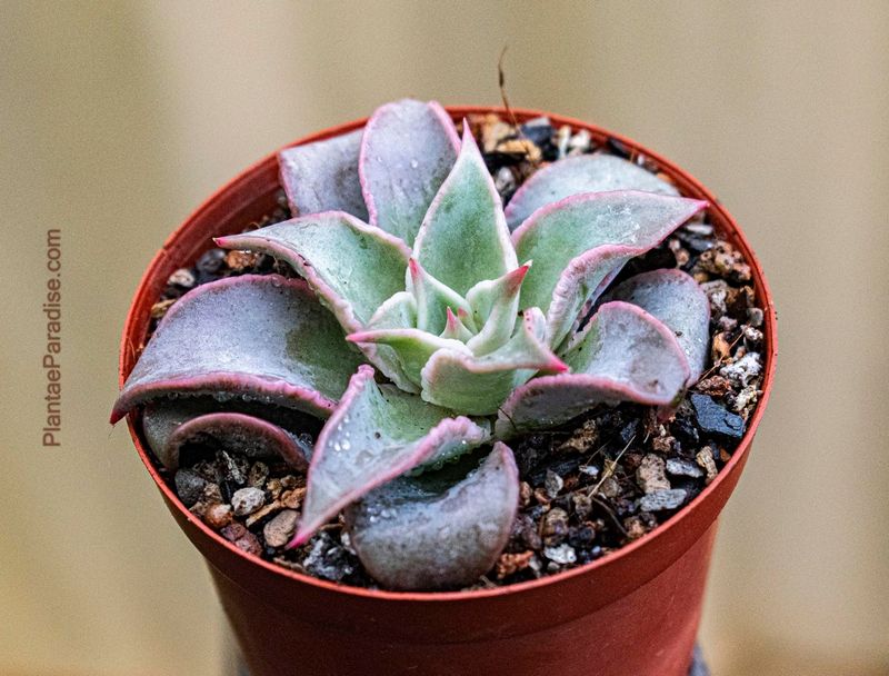 Echeveria madiba Echeveria madiba
