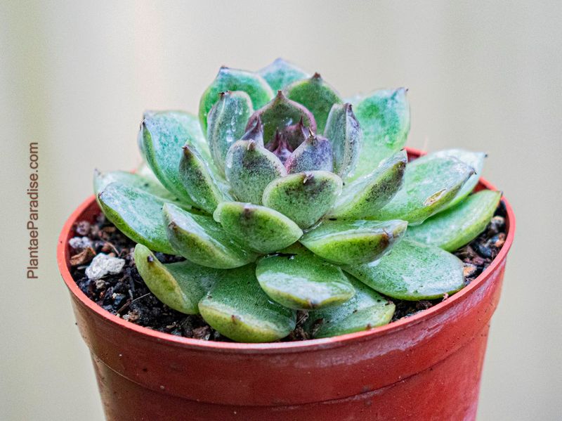 Echeveria Black Queen Echeveria Black Queen