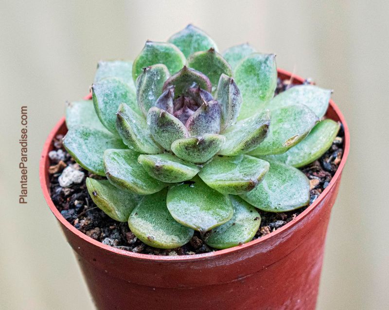 Echeveria Black Queen top-down view
