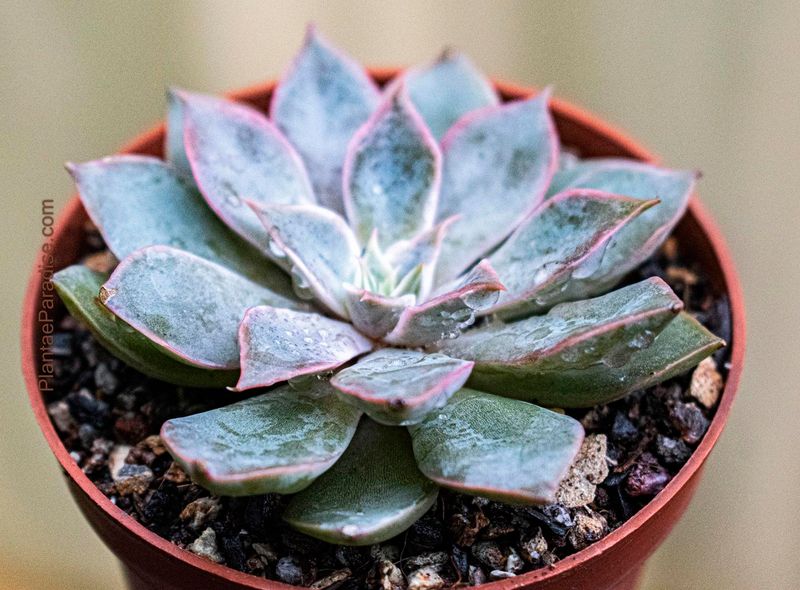 Echeveria strictiflora
