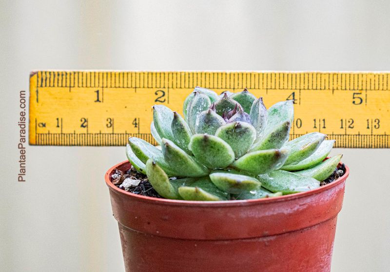 Echeveria Black Queen