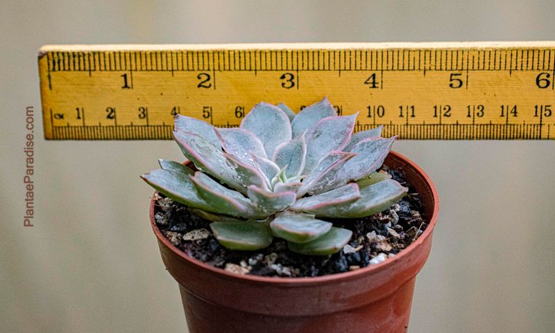 Echeveria strictiflora Echeveria strictiflora