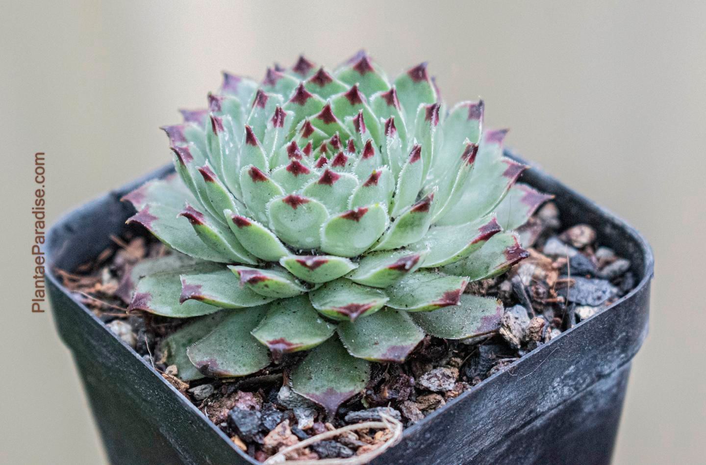 Sempervivum calcareum 'Greenii'