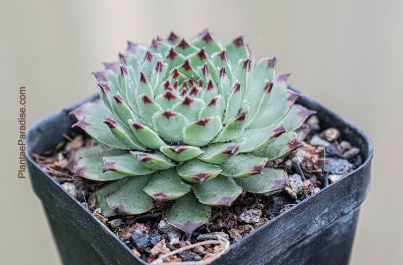 Sempervivum calcareum 'Greenii' Sempervivum calcareum 'Greenii'