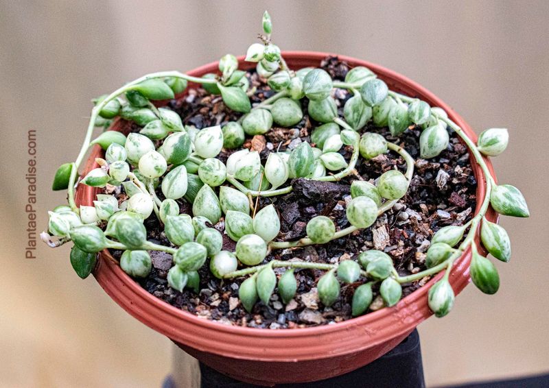 Senecio rowleyanus variegata: String of Pearls with Gold Touch