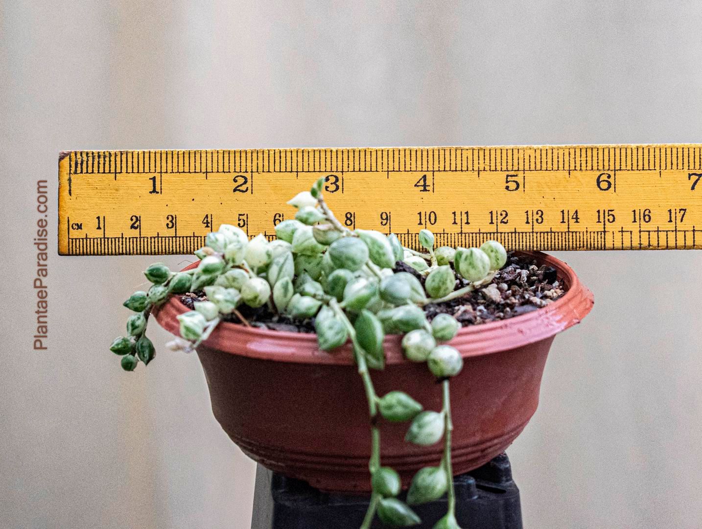 Senecio rowleyanus variegata:  String of Pearls with Gold Touch