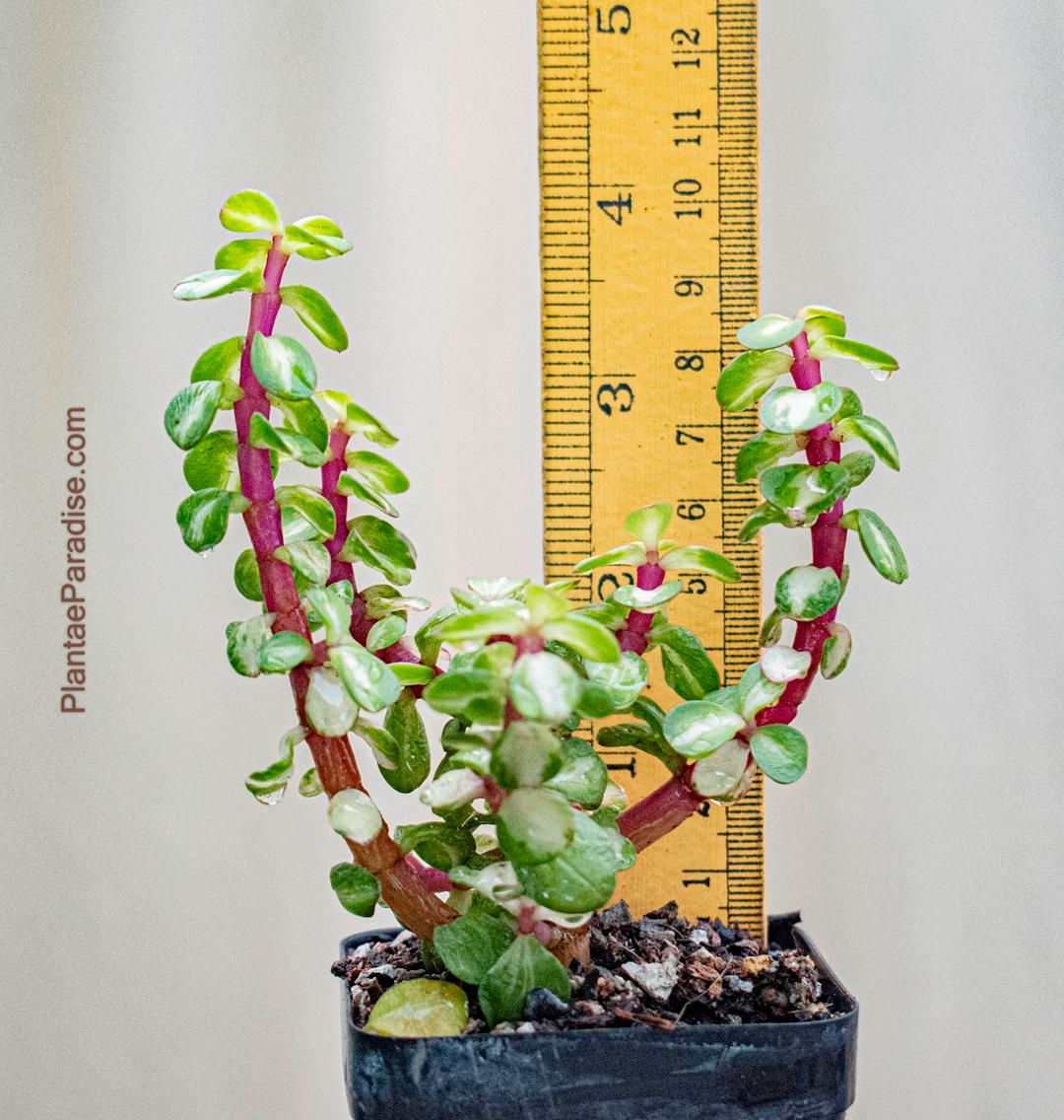 Variegated Elephant Bush 'Medio-picta'  Silver-Green Jade Succulent