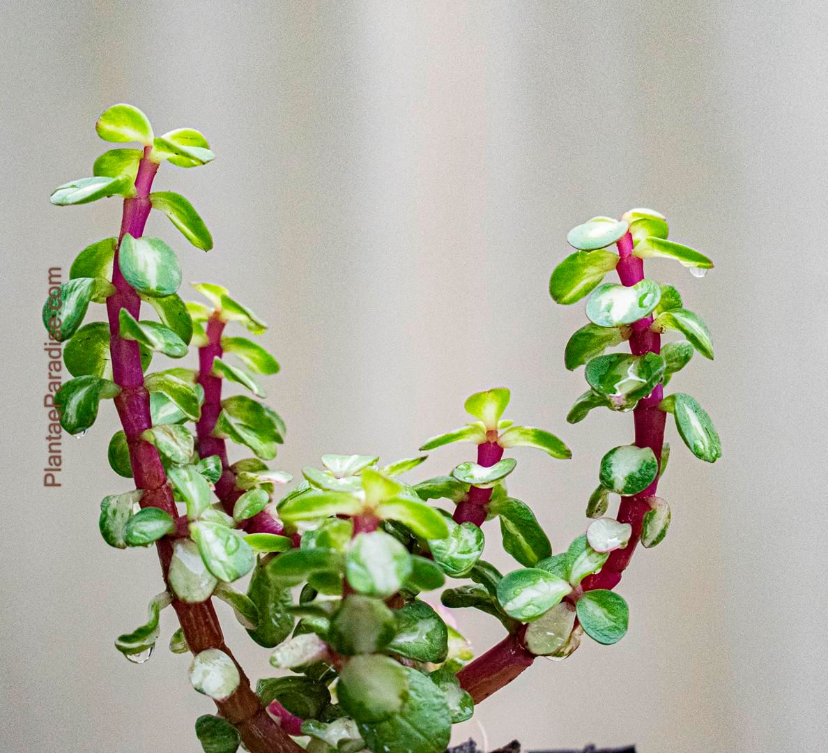 Portulacaria afra 'Medio-picta' : Variegated Jade