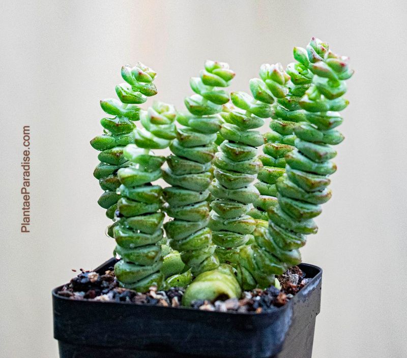 Crassula rupestris var. marnieriana : Crassula Baby Necklace Crassula rupestris var. marnieriana : Crassula Baby Necklace