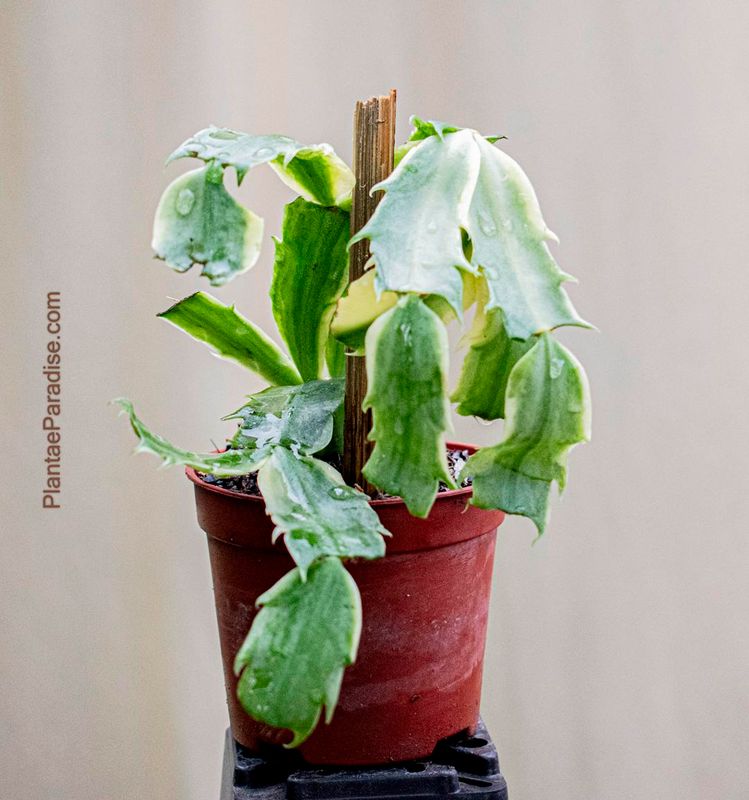 Zygocactus truncata variegated : Christmas Cactus Zygocactus truncata variegated : Christmas Cactus