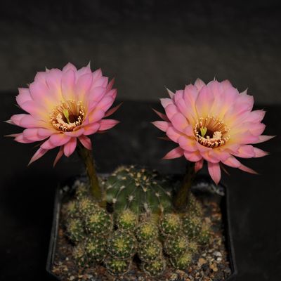 Open Pollinated Hybrids