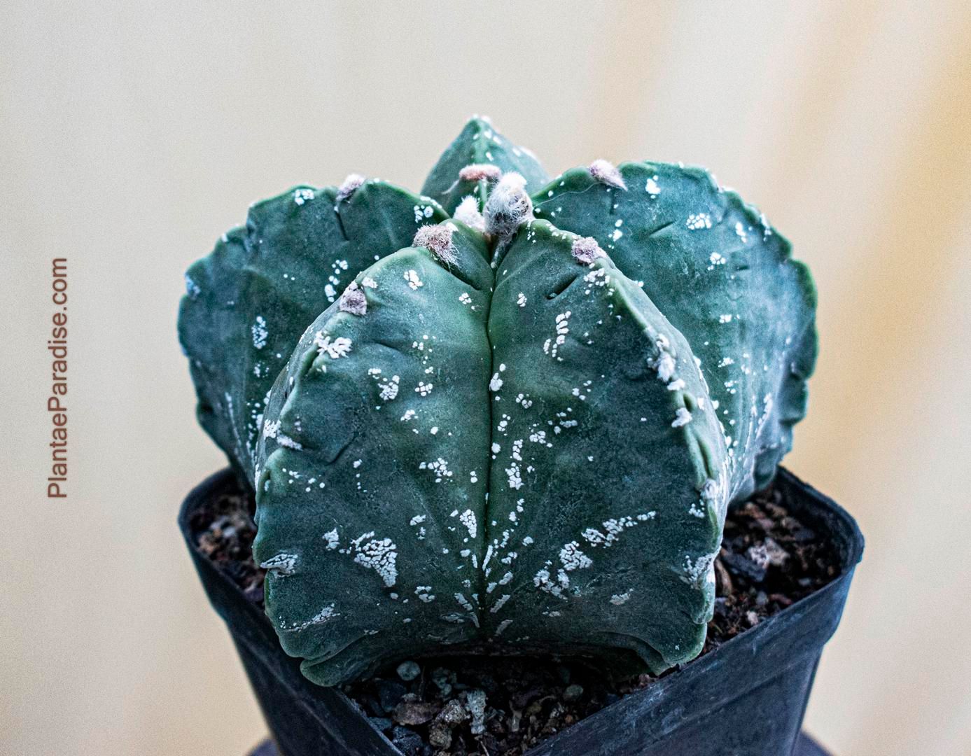 Astrophytum myriostigma CV NUDUM HAKUUN
