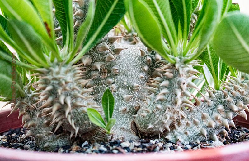 Pachypodium densiflorum