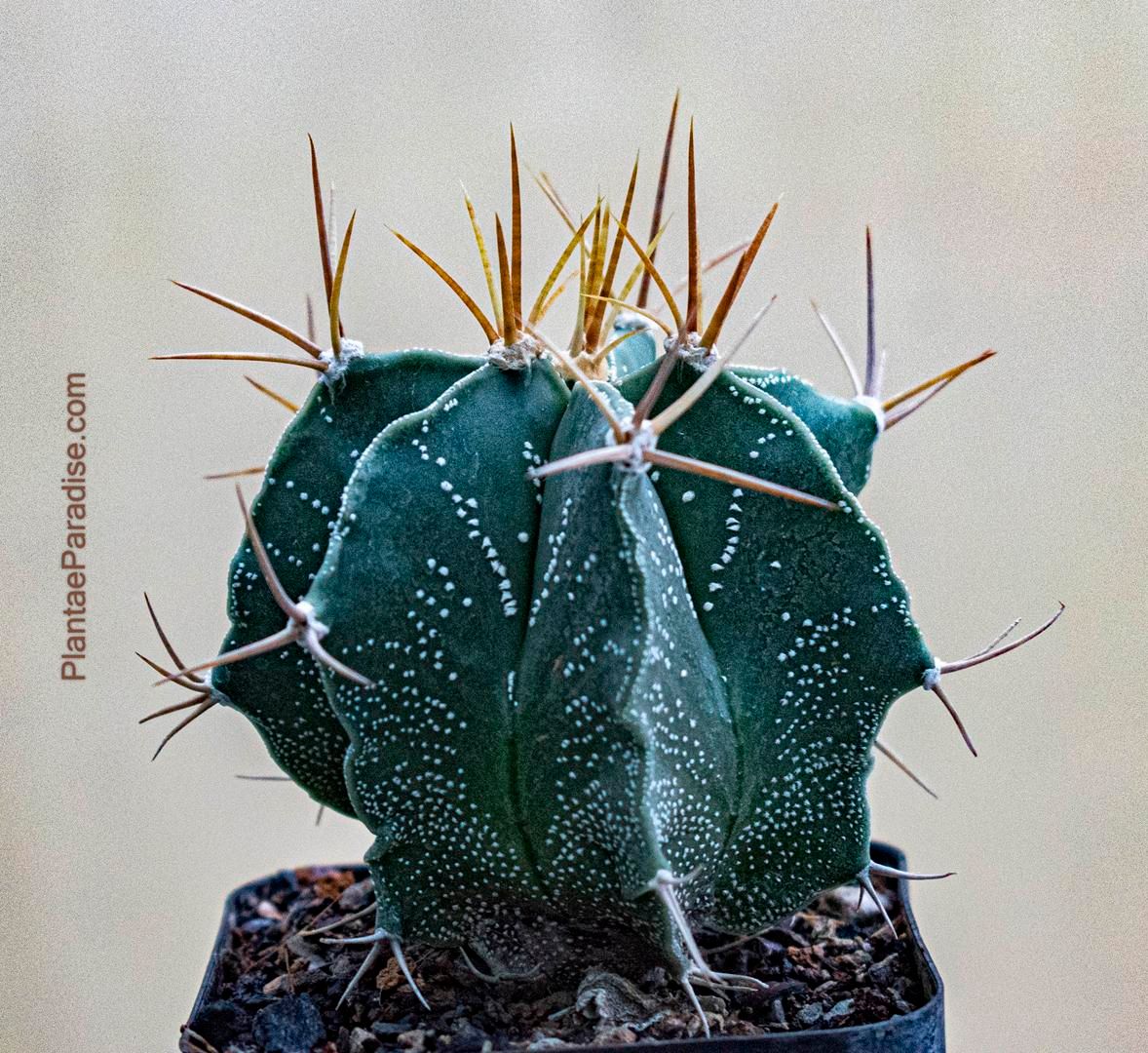 Astrophytum ornatum white flecks (Type / Native Form) - TOP VIEW