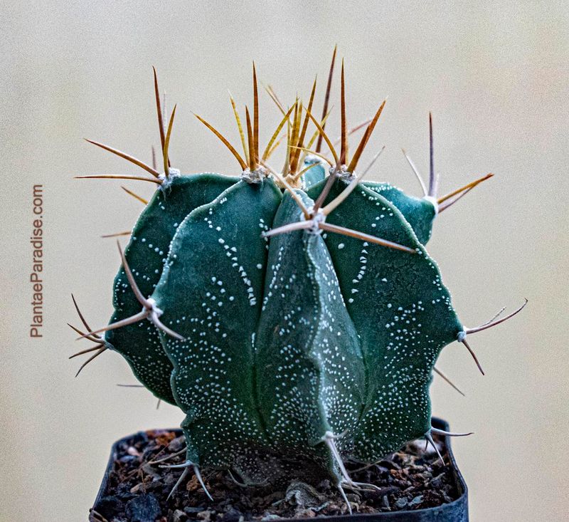 Astrophytum ornatum white flecks (Type / Native Form) - TOP VIEW