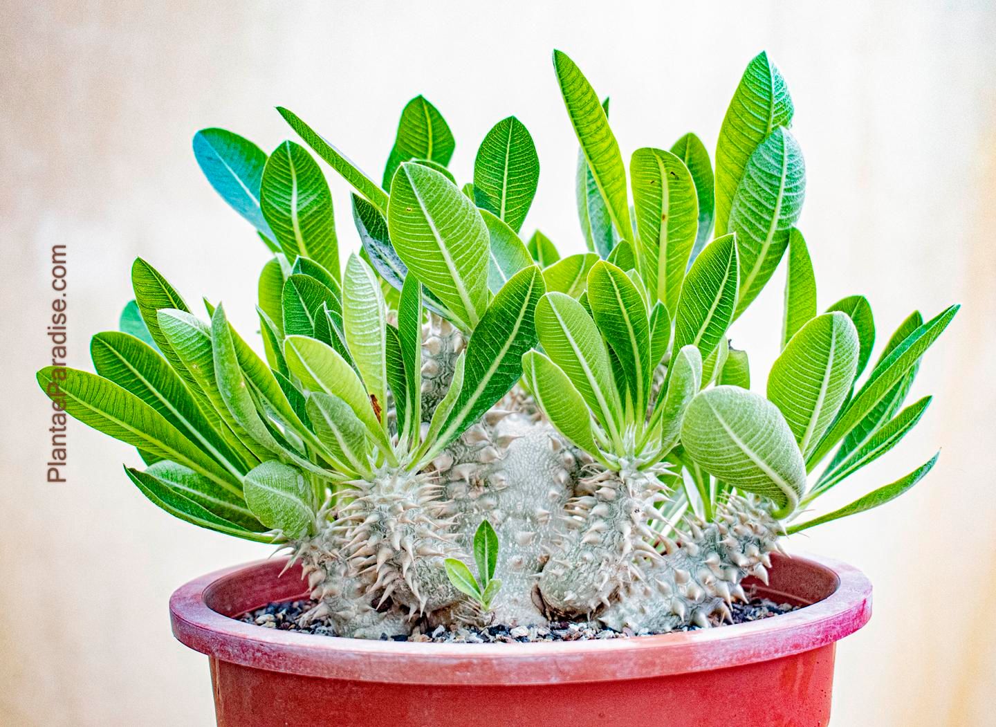 Pachypodium densiflorum Pachypodium densiflorum