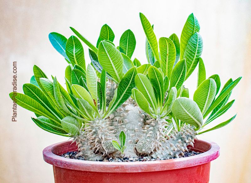 Pachypodium densiflorum Pachypodium densiflorum