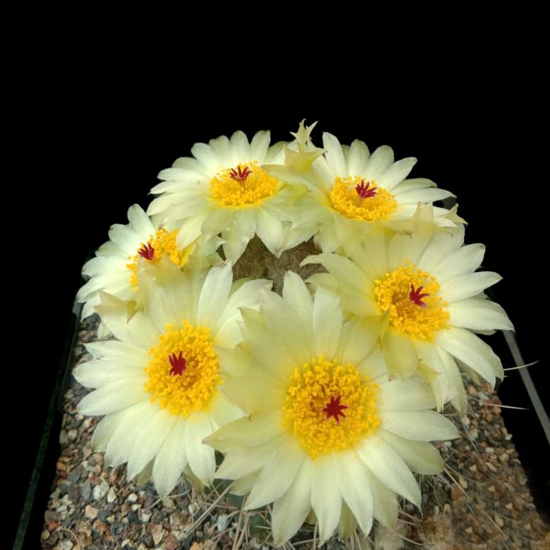 Notocactus crassigibbus-With Flower