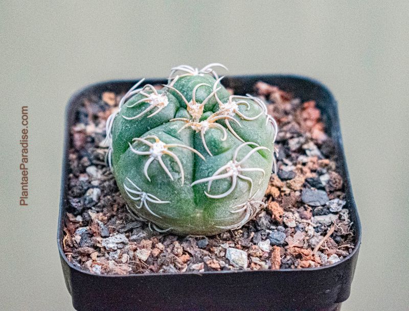 Gymnocalycium Denudatum Gymnocalycium Denudatum Cactus