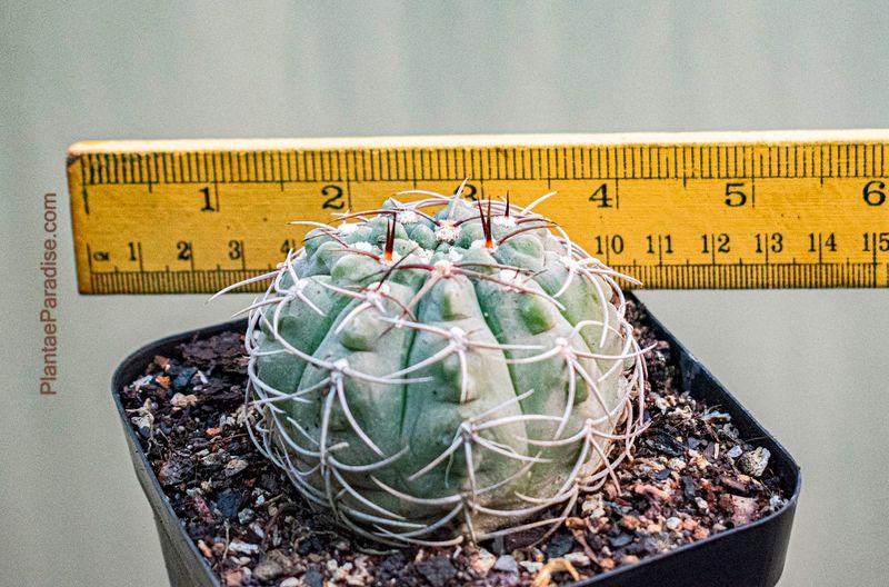 Gymnocalycium ambatoense Gymnocalycium ambatoense