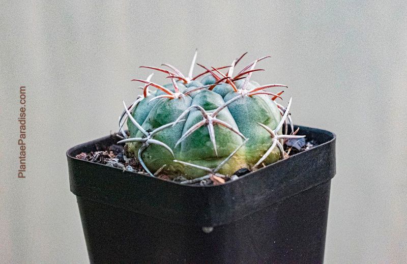 Gymnocalycium Bayrianum