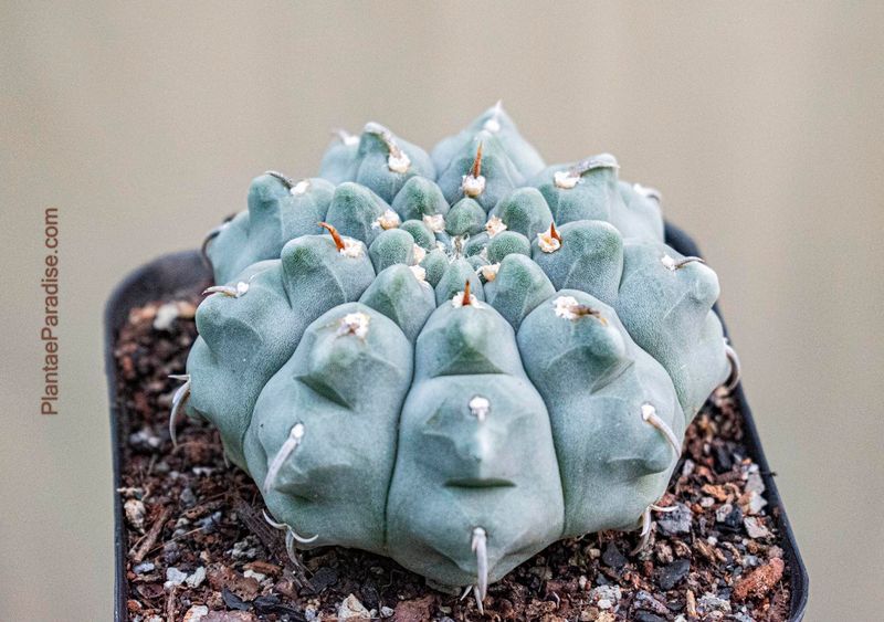 Gymnocalycium Vatteri Single Spine Gymnocalycium Vatteri Single Spine