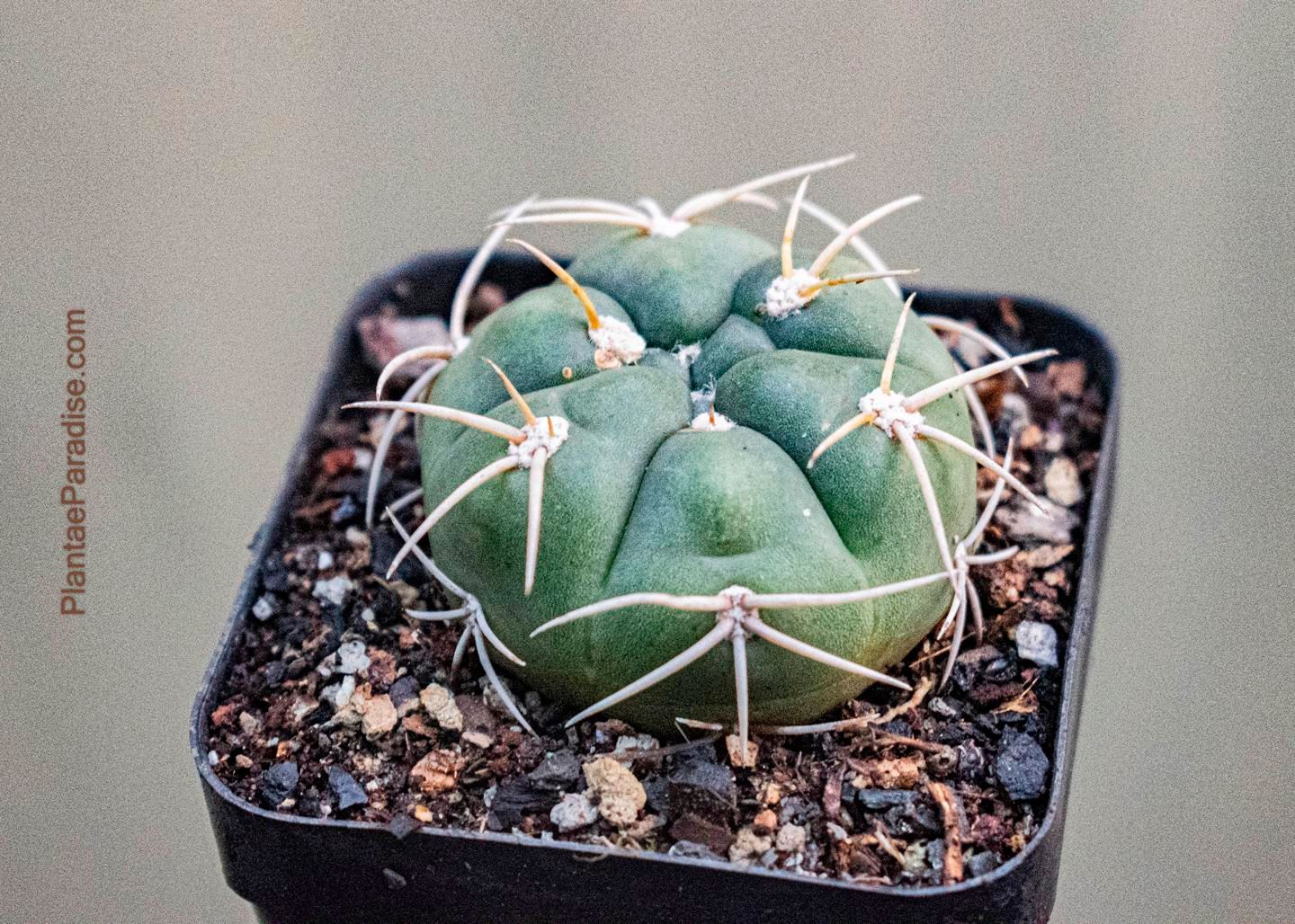 Gymnocalycium Horstii
