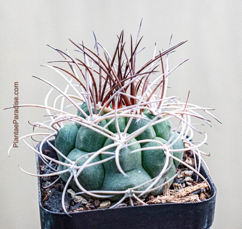 Gymnocalycium saglionis Gymnocalycium saglionis