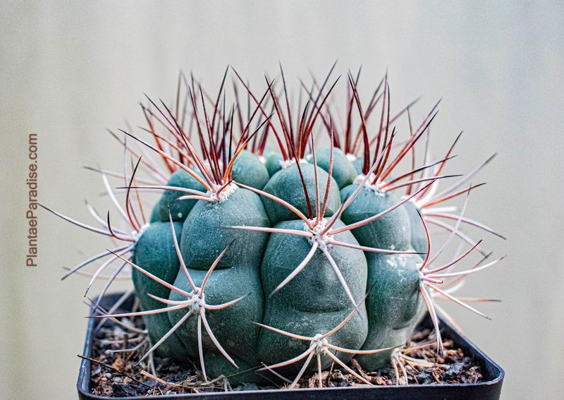 Gymnocalycium Saglionis Gymnocalycium Saglionis Cactus Plant