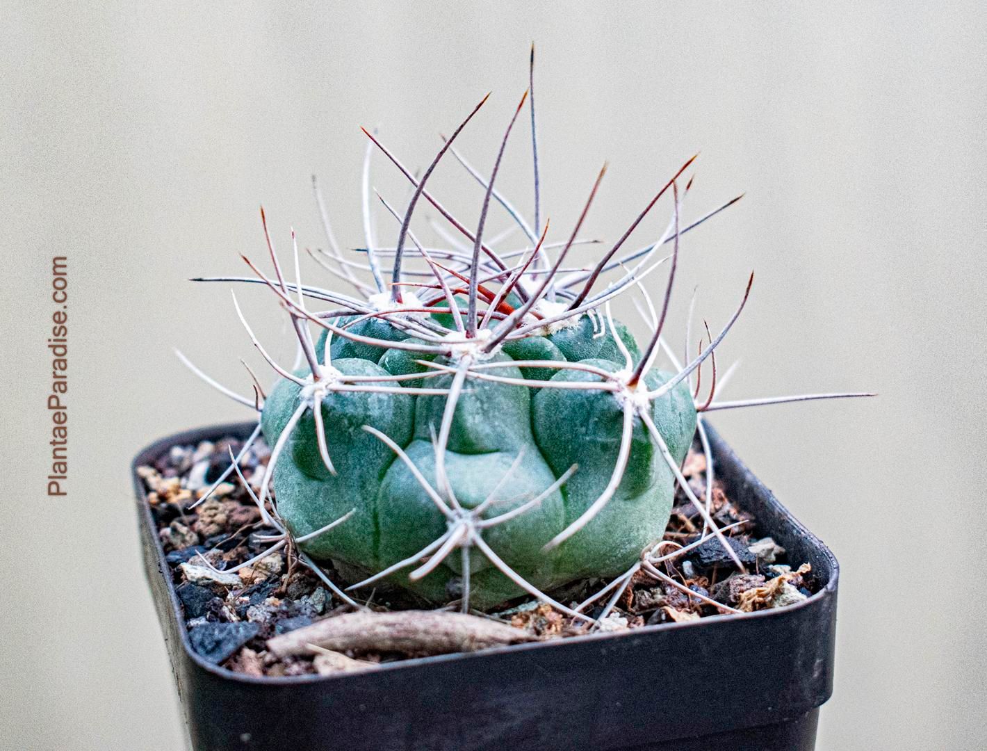 Get Gymnocalycium Monvillei Subsp Achirasense Cactus
