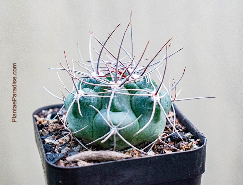 Gymnocalycium Monvillei Subs. Achirasense Get Gymnocalycium Monvillei Subsp Achirasense Cactus